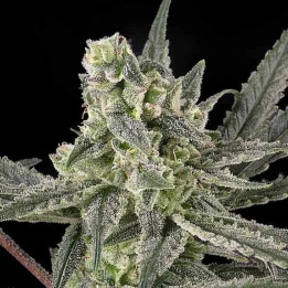 Old School Feminizada【Ripper Seeds】