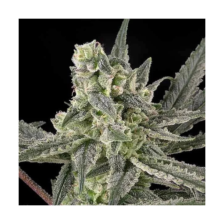  Old School Feminizada【Ripper Seeds】