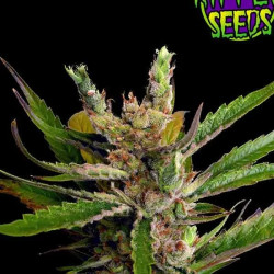 RIPPER HAZE