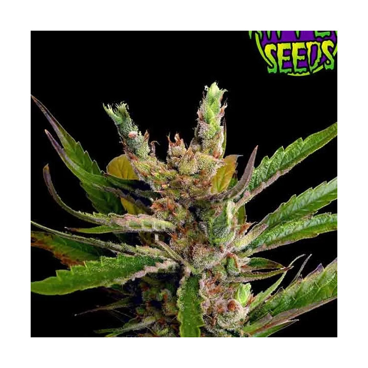 Ripper Haze FeminizadaRipper Seeds