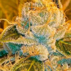 Sour Ripper