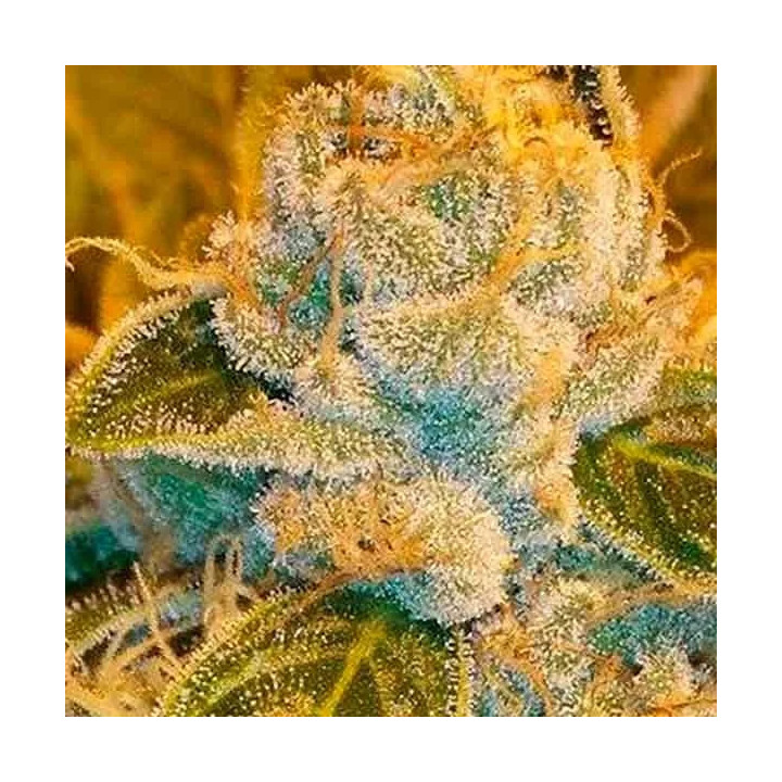 Sour Ripper FeminizadaRipper Seeds