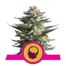  Amnesia Haze Feminizada【Royal Queen Seeds】
