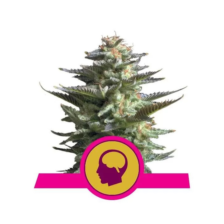 Amnesia Haze FeminizadaRoyal Queen Seeds