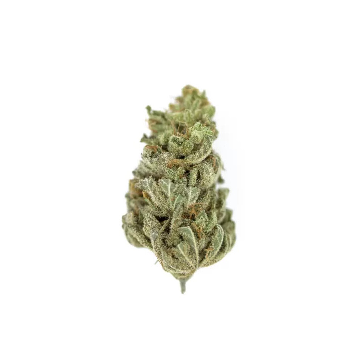 Amnesia Haze FeminizadaRoyal Queen Seeds