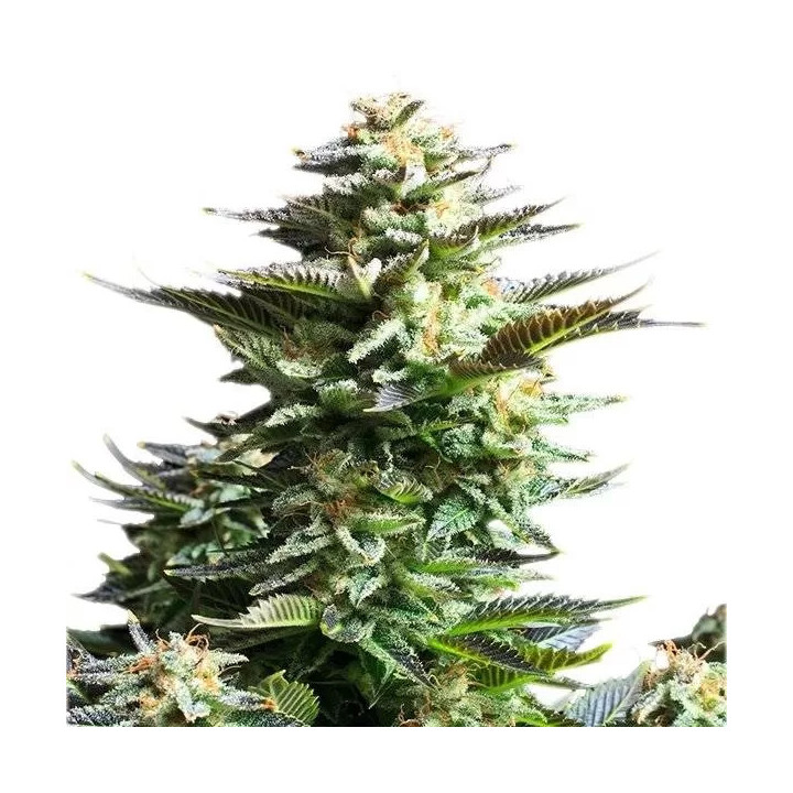 Amnesia Haze FeminizadaRoyal Queen Seeds