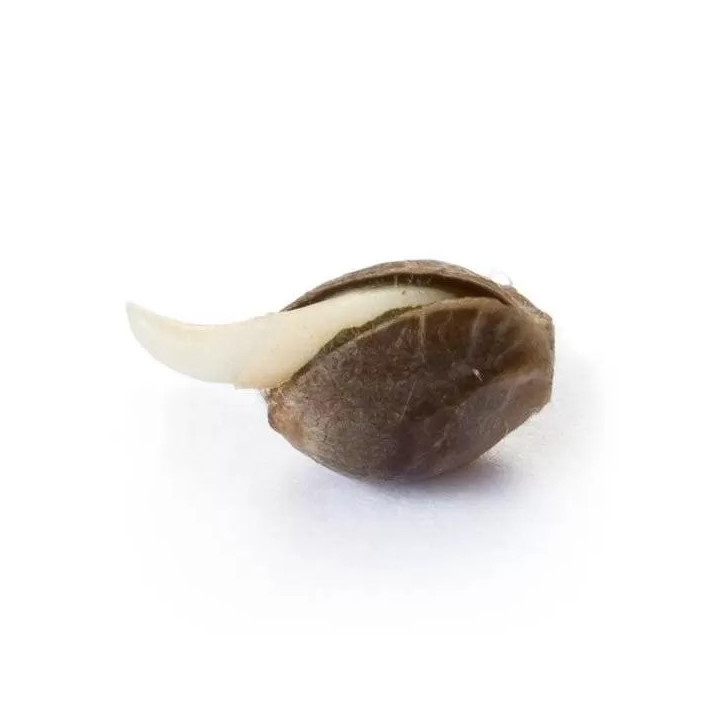 Amnesia Haze FeminizadaRoyal Queen Seeds