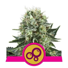  Bubble Kush Feminizada【Royal Queen Seeds】