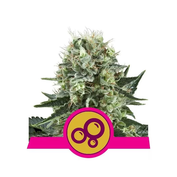 Bubble Kush FeminizadaRoyal Queen Seeds