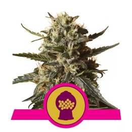  BubbleGum XL Feminizada【Royal Queen Seeds】