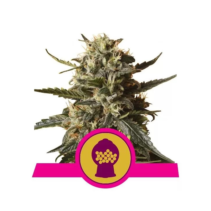 BubbleGum XL FeminizadaRoyal Queen Seeds