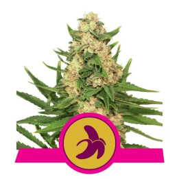  Fat Banana Feminizada【Royal Queen Seeds】