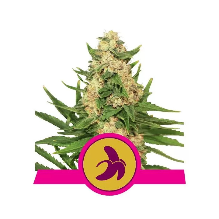Fat Banana FeminizadaRoyal Queen Seeds