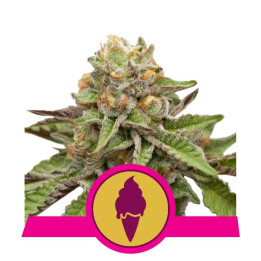  Green Gelato Feminizada【Royal Queen Seeds】