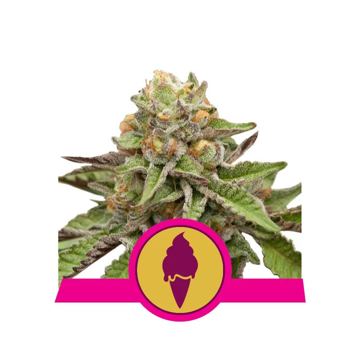 Green Gelato FeminizadaRoyal Queen Seeds