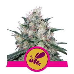  Honey Cream Fast Version Feminizada【Royal Queen Seeds】