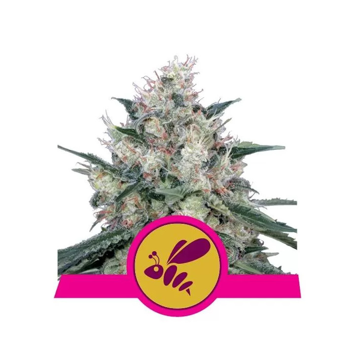 Honey Cream Fast Version FeminizadaRoyal Queen Seeds
