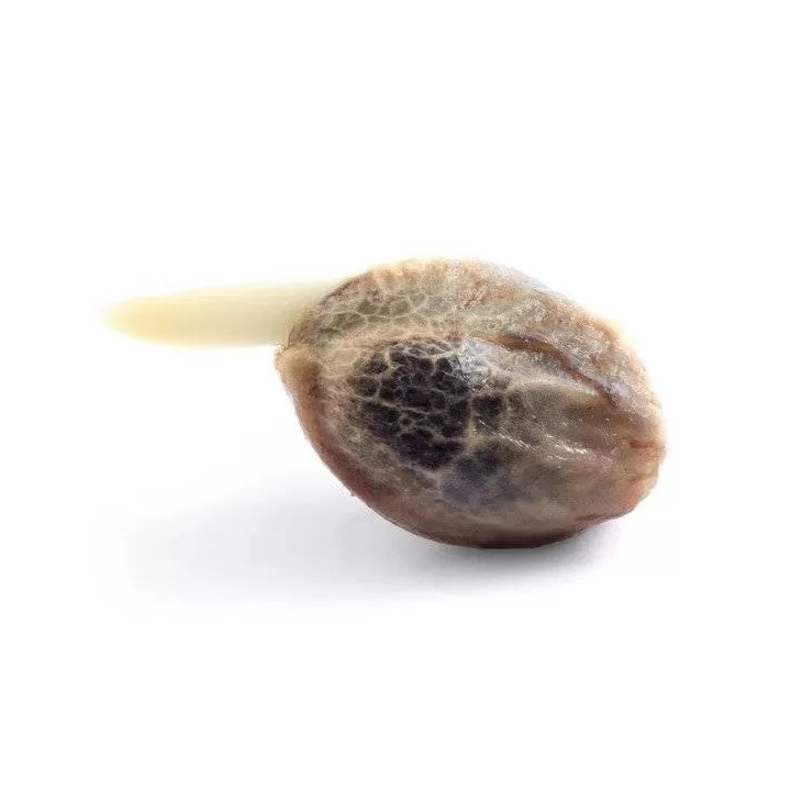 Honey Cream Fast Version FeminizadaRoyal Queen Seeds