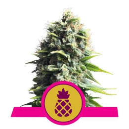  Pineapple Kush Feminizada【Royal Queen Seeds】