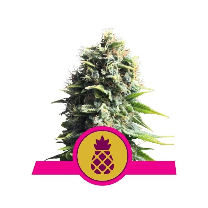  Pineapple Kush Feminizada【Royal Queen Seeds】