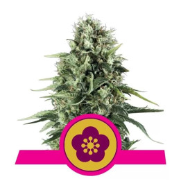  Power Flower Feminizada【Royal Queen Seeds】