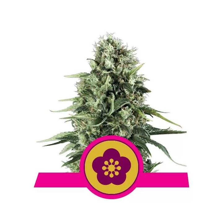 Power Flower FeminizadaRoyal Queen Seeds