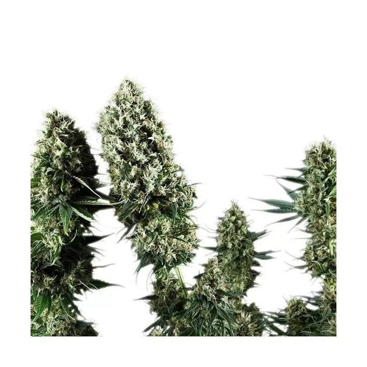 Power Flower FeminizadaRoyal Queen Seeds