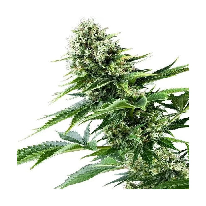 Power Flower FeminizadaRoyal Queen Seeds