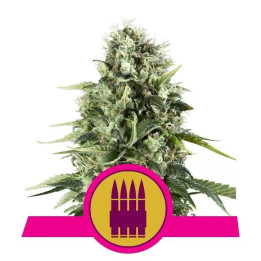  Royal AK Feminizada【Royal Queen Seeds】