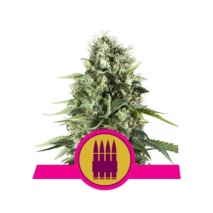 Royal AK FeminizadaRoyal Queen Seeds