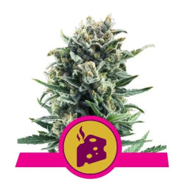  Royal Cheese Fast Version Feminizada【Royal Queen Seeds】
