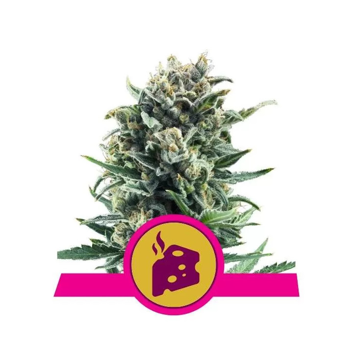 Royal Cheese Fast Version FeminizadaRoyal Queen Seeds