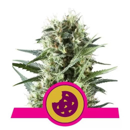 Royal Cookies Feminizada【Royal Queen Seeds】