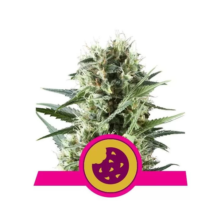 Royal Cookies FeminizadaRoyal Queen Seeds