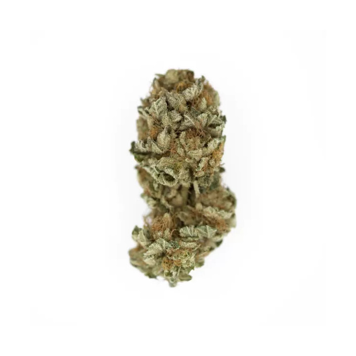 Royal Cookies FeminizadaRoyal Queen Seeds