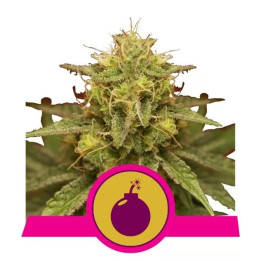  Royal Domina Feminizada【Royal Queen Seeds】