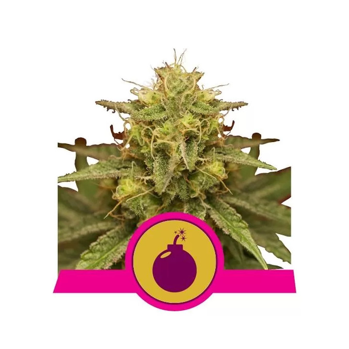 Royal Domina FeminizadaRoyal Queen Seeds