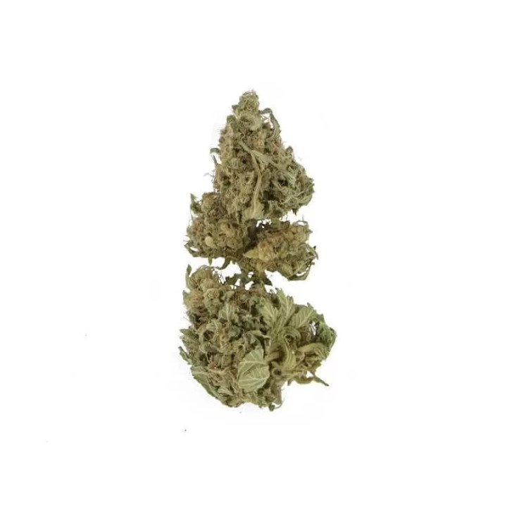 Royal Domina FeminizadaRoyal Queen Seeds