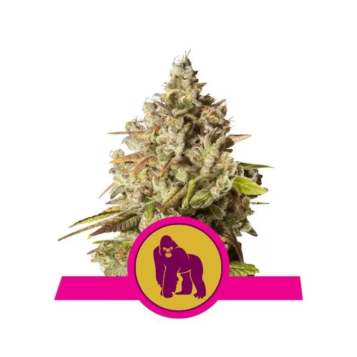 Royal Gorilla FeminizadaRoyal Queen Seeds