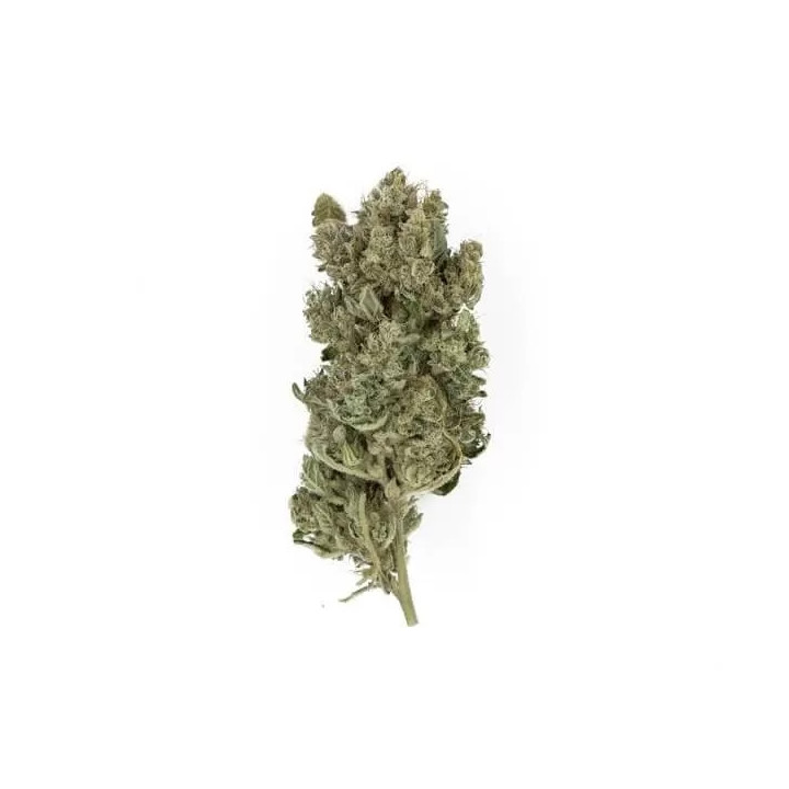 Royal Gorilla FeminizadaRoyal Queen Seeds