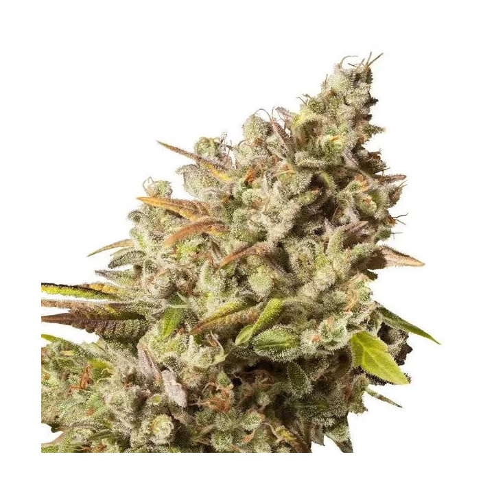 Royal Gorilla FeminizadaRoyal Queen Seeds