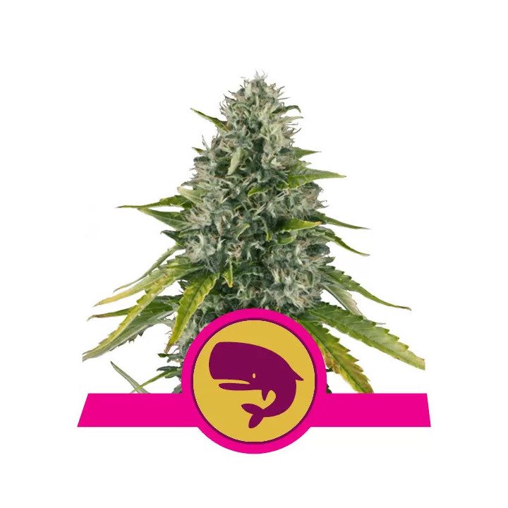 Royal Moby FeminizadaRoyal Queen Seeds