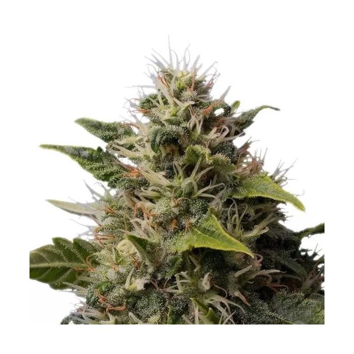 Royal Moby FeminizadaRoyal Queen Seeds
