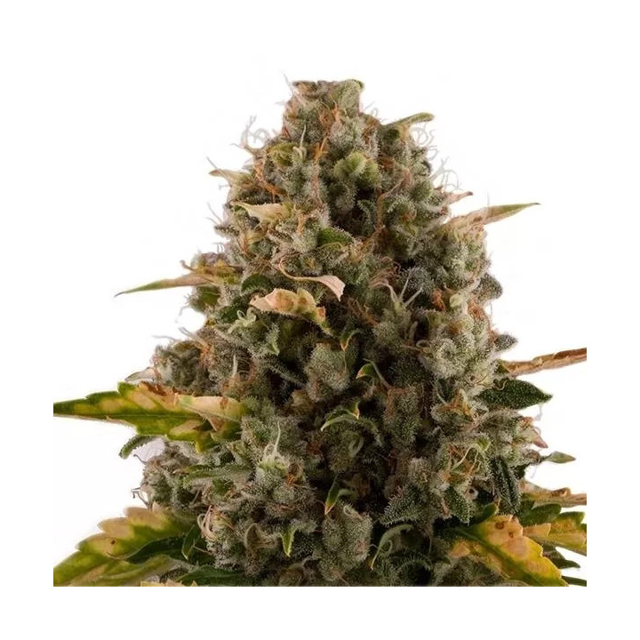 Royal Moby FeminizadaRoyal Queen Seeds