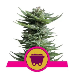  Shining Silver Haze Feminizada【Royal Queen Seeds】