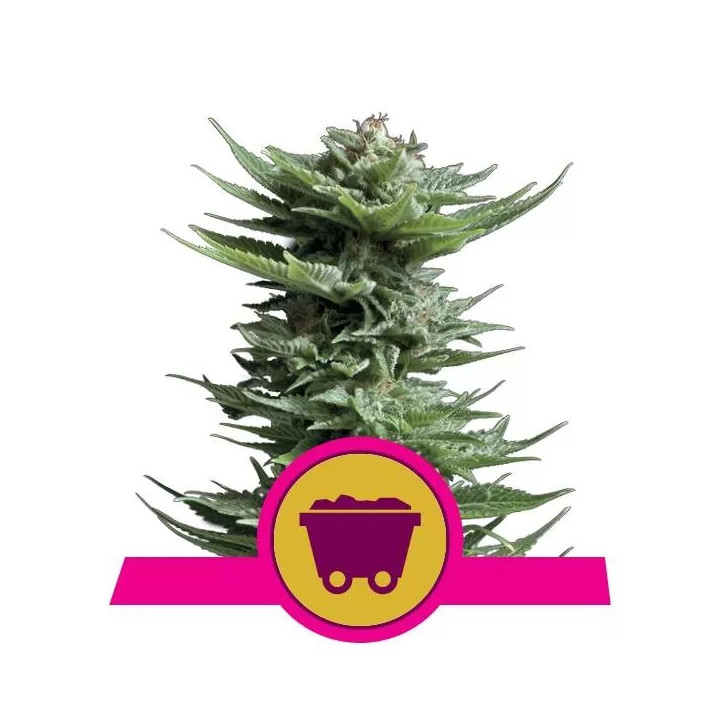 Shining Silver Haze FeminizadaRoyal Queen Seeds