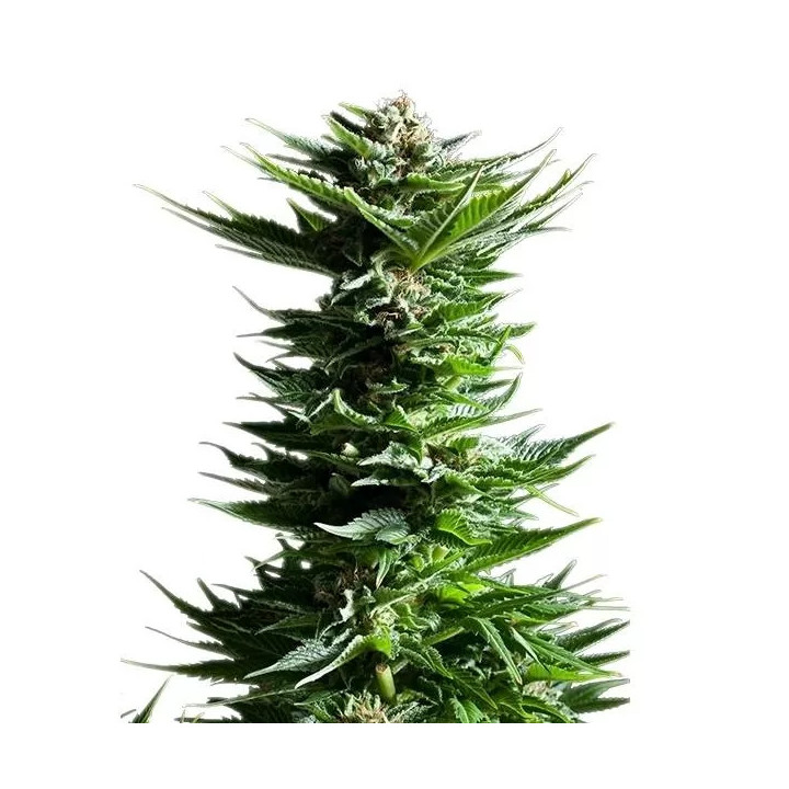 Shining Silver Haze FeminizadaRoyal Queen Seeds