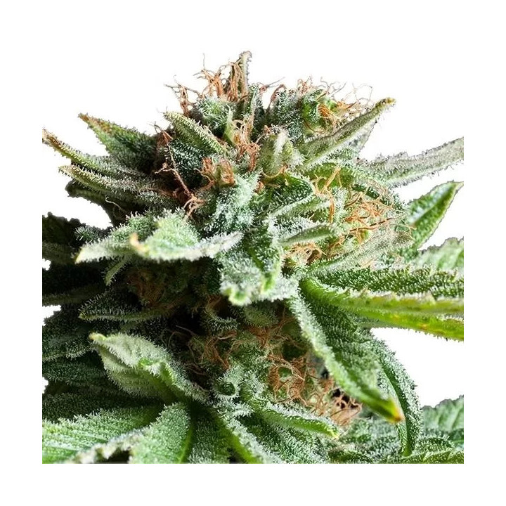 Shining Silver Haze FeminizadaRoyal Queen Seeds