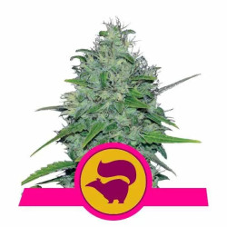 SKUNK XL