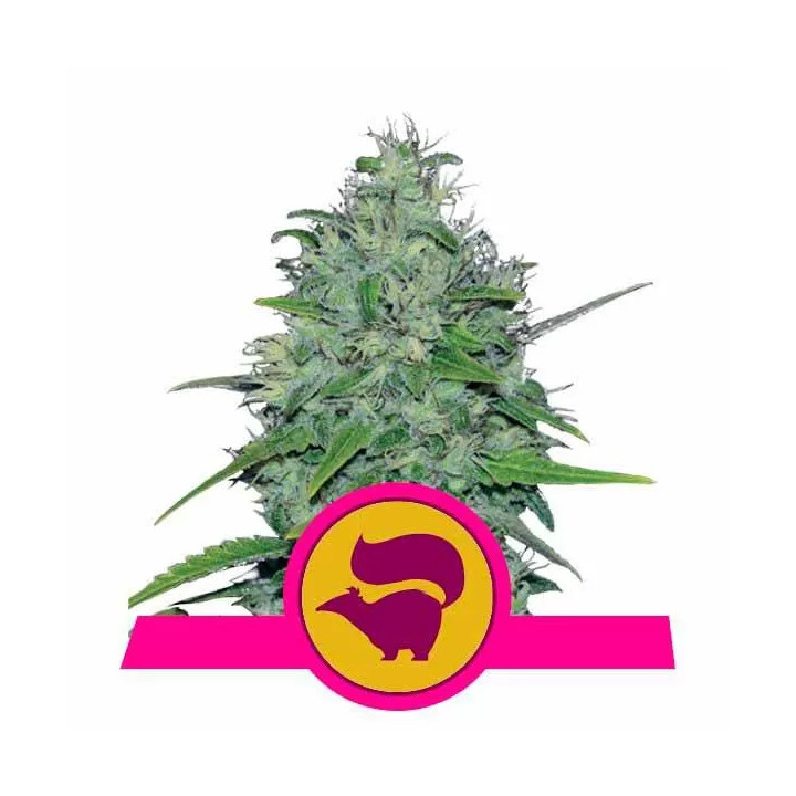 Skunk XL FeminizadaRoyal Queen Seeds